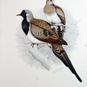 Namaqua Dove